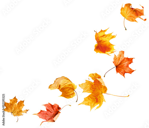 Falling autumn maple leaves on white isolated background