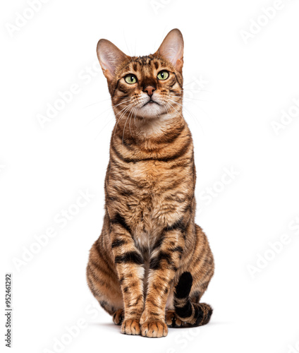 Toyger cat sitting and looking up isolated on white background