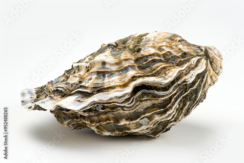 a large oyster shell on a white surface