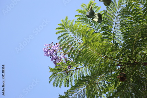 jakaranda leaves and blooms in summer