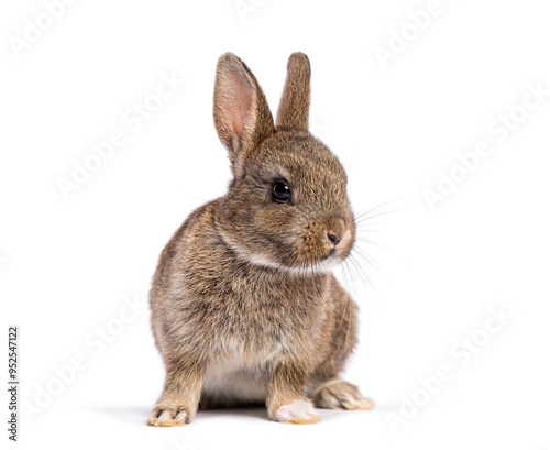 Cute eight week old brown baby European rabbit sitting and looking to the side, isolated on white