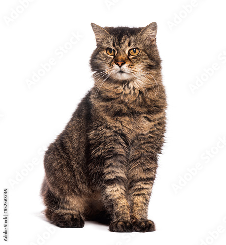 Nineteen years old Grumpy Tabby European cat sitting and looking away, isolated on white