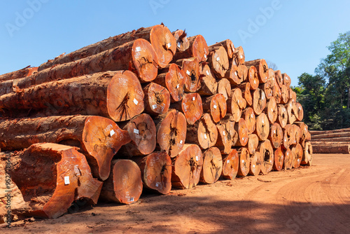 Storage yard with piles of logs extracted from the brazilian Amazon rainforest in a sustainable forest management project