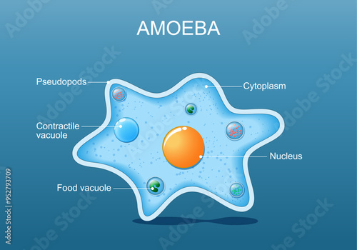 Amoeba anatomy.