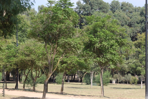 jacaranda tree in a park