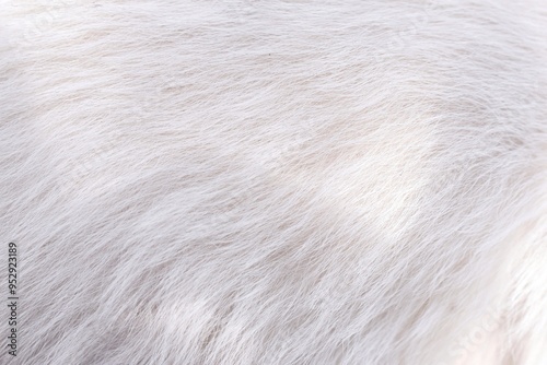 Abstract white fur texture background