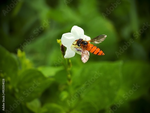 Hover fly (also known as flower fly or syrphid fly) on white flowers