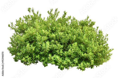 A lush green bush with small leaves, isolated on a white transparent background.