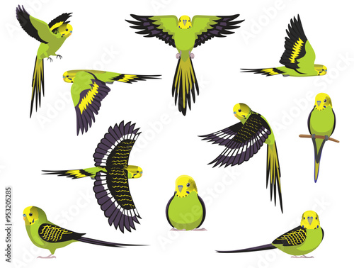 Budgerigar Green Bird Parrot Various Poses Cartoon Vector Character