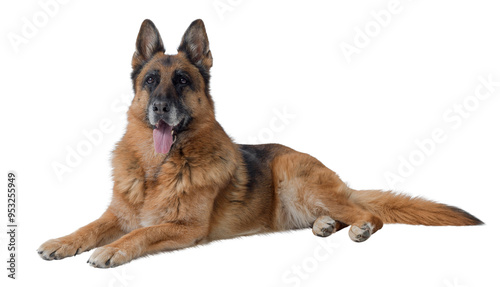 Senior female German Sheperd lying down