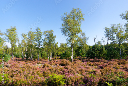 La Touche aux Mulets heathers land in Fontainebleau forest