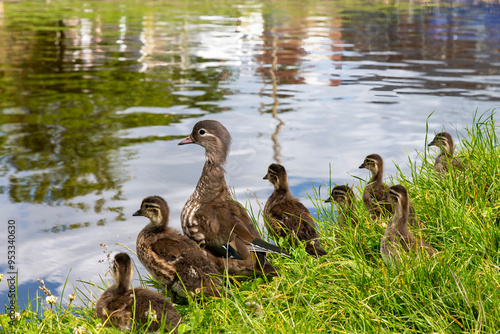 Close up of a female mandarin duck with seven ducklings in high grass on the side of a canal