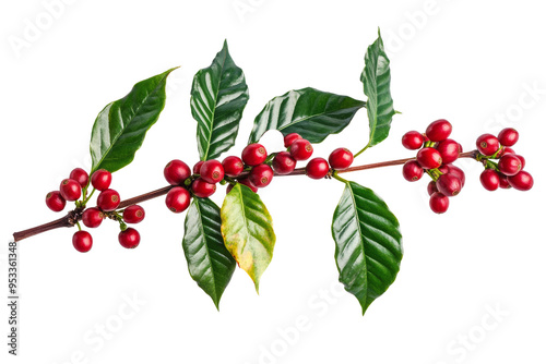 Branch of coffee plant with ripe red coffee cherries isolated on transparent background