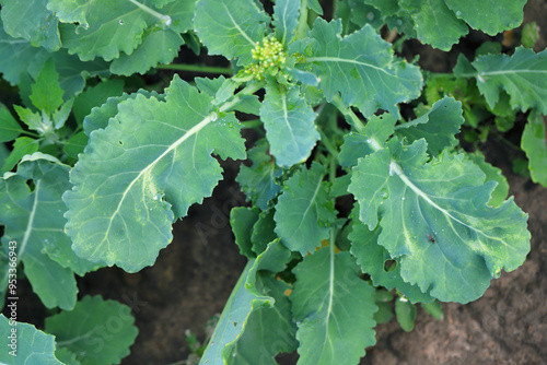 Oilseed rape leaves damaged by undetermined agent, phytotoxicity, pathogenic bacteria or viruses.