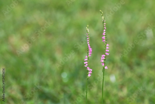 ピンク色花がさいたネジバナ