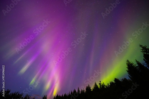 Auroras boreales brillando rosa, morado y verde con una linea de arboles