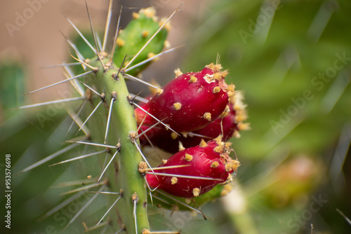 tuna guajira , o frutos de la tuna , cerzos de colro rojo intenso cubiertos de pulusa y los cuales son comestibles, muy tipicos en el desierto dela guajira colombia