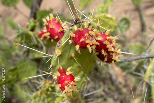 tuna guajira , o frutos de la tuna , cerzos de colro rojo intenso cubiertos de pulusa y los cuales son comestibles, muy tipicos en el desierto dela guajira colombia