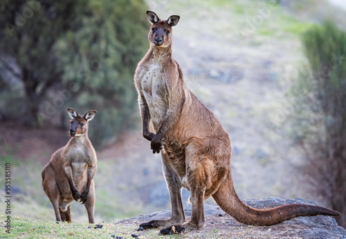 Western grey kangaroos (Macropus Fuliginosus), a subspecies of kangaroos on Kangaroo Island, Australia