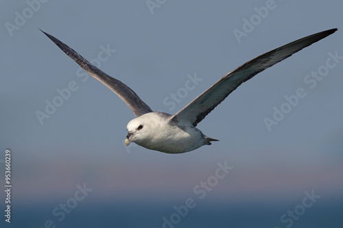 Fulmar (Fulmarus glacialis) in flight over the ocean with Filey Brigg in the background