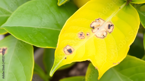 Citrus leaves displaying lesions caused by bacterial or fungal infection. Generative AI