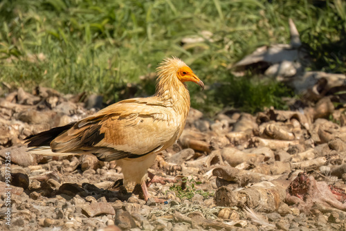 Close-up of Egyptian Vultures (Neophron percnopterus, Alimoche Común) at a vulture feeding ground