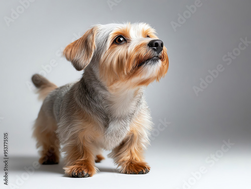 A cute small dog looking up, showcasing its fluffy fur and expressive features in a soft, neutral background.