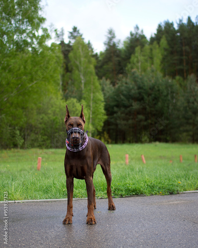 The formidable Doberman