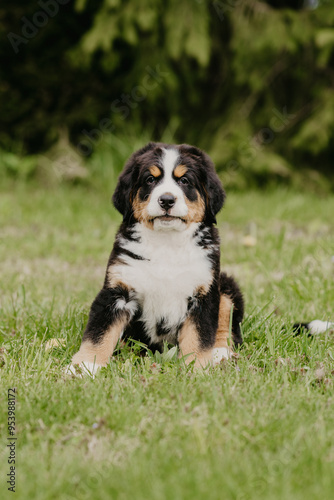 st bernard puppy bernese mountain dog little