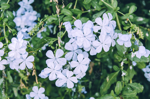 Close up blue plumbago flowers in bloom