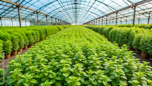 Organics Marjoram or Oregano (Origanum majorana) grown at greenhouse