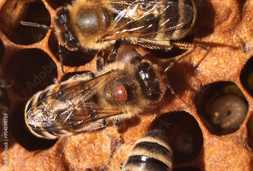 Varroa mite on back of a bee. A bee with a varroa mite clinging to its body. 