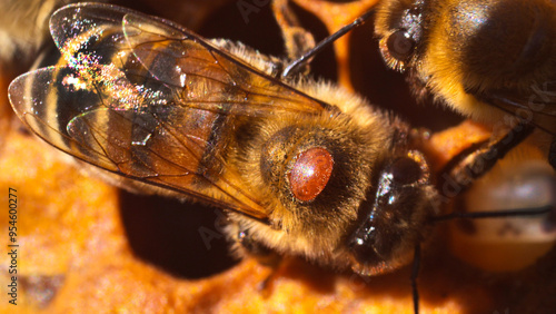 Varroa mite on back of a bee. A bee with a varroa mite clinging to its body. 