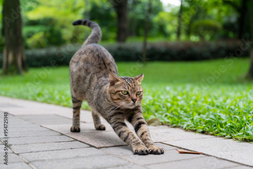 In the park, a tabby cat is stretching out