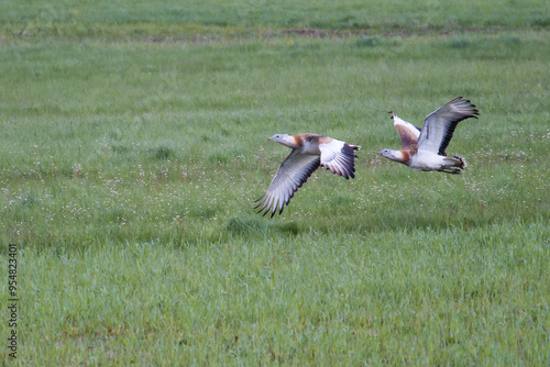 Großtrappen (Otis tarda) im Flug und auf einer Wiese 