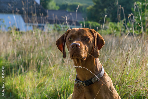 Vizsla dog sat in long grass in soft evening light. Inquisitive look on his face. Striking orange coloured hound. dog portrait.