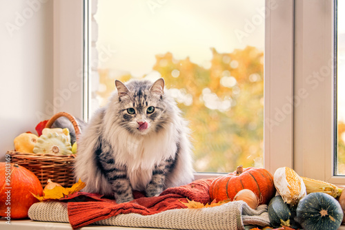 fat fluffy gray cat sits on the window among pumpkins and vegetables and licks its lips