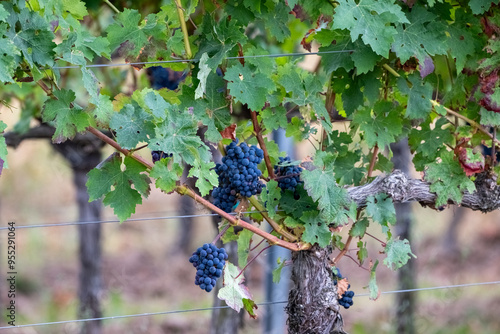 Nahaufnahme von dunkelblauen, reifen Trauben an einer Weinrebe