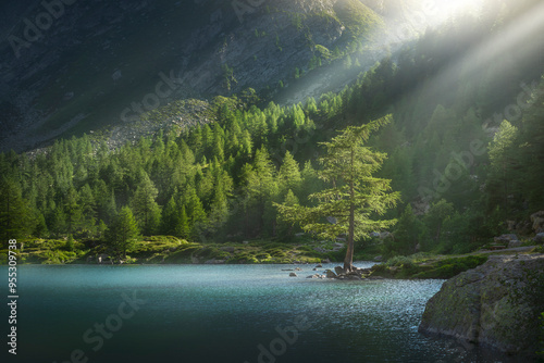 Last rays of the sun on a fir tree along the shores of Lake Arpy at sunset. Aosta Valley, Italy