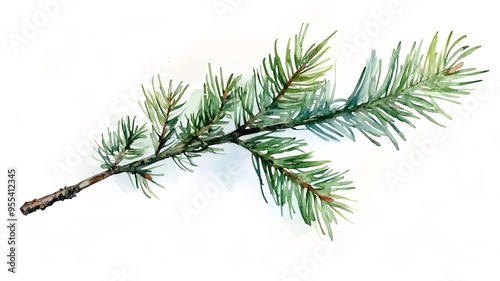 pine fir branch