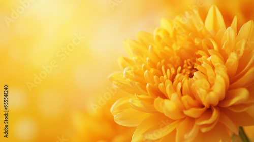 copy space, stockphoto, close up of a chrysanthemum, poster for all saint’s day or All Souls' Day. Remerber passed away family, friends, people. Background with copy space.