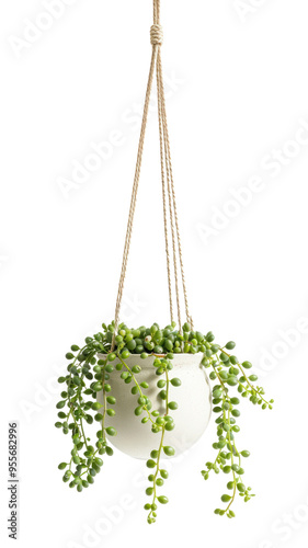 PNG String of pearls plant planter chandelier pottery.