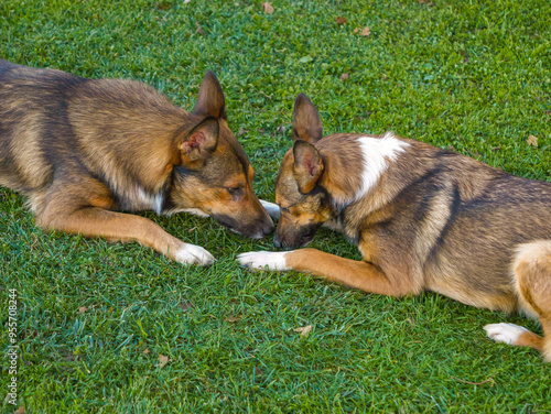 CLOSE UP: Cute mixed breed brown dogs lying close together on a grass surface. Calm and peaceful moment of connection and understanding between canine brother and sister during play in the garden.