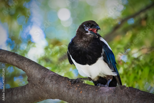 Oriental magpie chirping on a tree branch