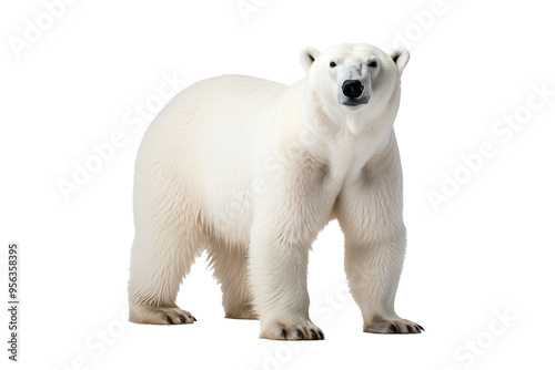 High-resolution polar bear isolated on transparent background for wildlife illustrations and arctic animal design projects featuring majestic and powerful ice habitat creatures