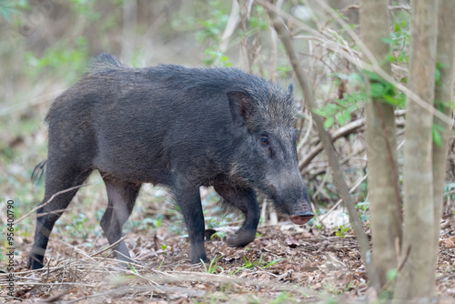 Wild boar