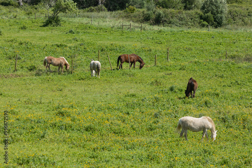 Horses grazing in green field on sunny day