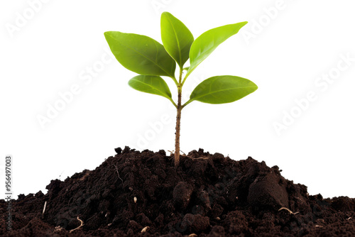 A young green plant emerging from rich dark soil in a nurturing environment showcasing new growth and vitality