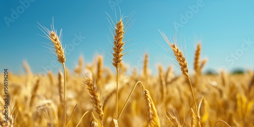 A detailed close-up of golden wheat stalks swaying gently under the bright midday sun, exemplifying the beauty and bounty of agricultural landscapes.