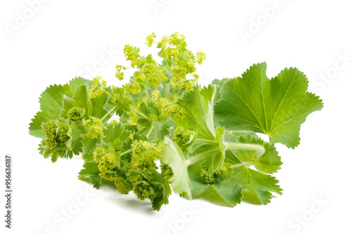 Lady's Mantle in flowers